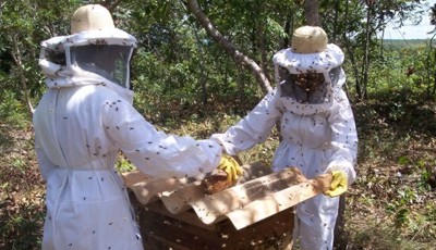  Apicultura melhora qualidade de vida na caatinga