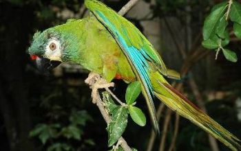  As araras maracanã estão sumindo da caatinga