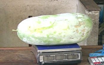  Aposentado baiano surpreende vizinhos com pepino de mais de 8 kg