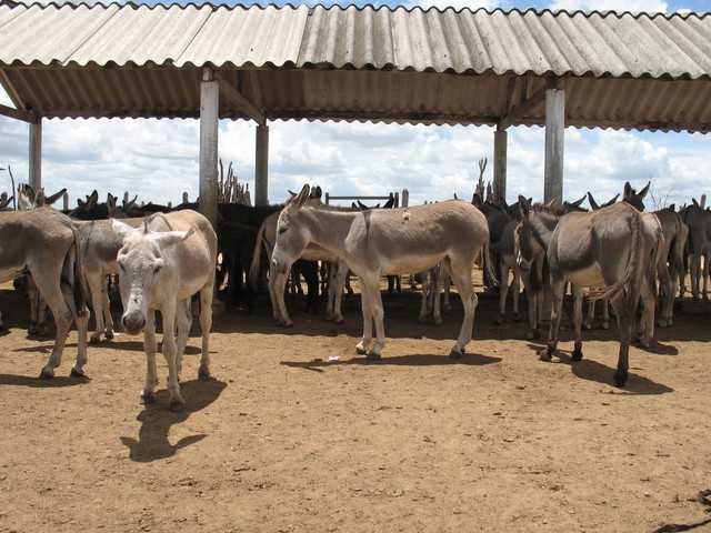  Frigorífico aposta em abate de jumentos na BA visando exportação de carne e derivados para o mercado asiático