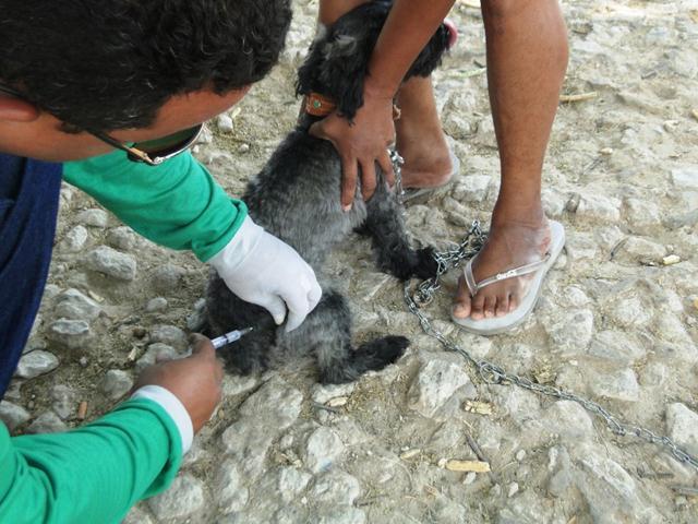  Vacinação antirrábica chega aos bairros e centro da cidade