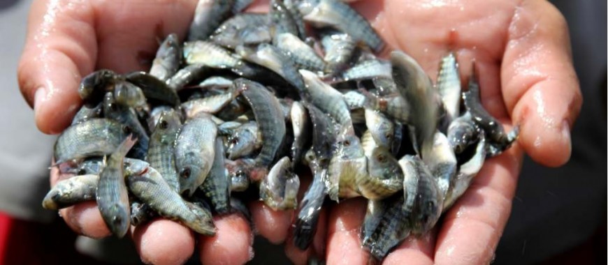  Piscicultores de Rio Real e Ribeira do Pombal recebem doações de peixes