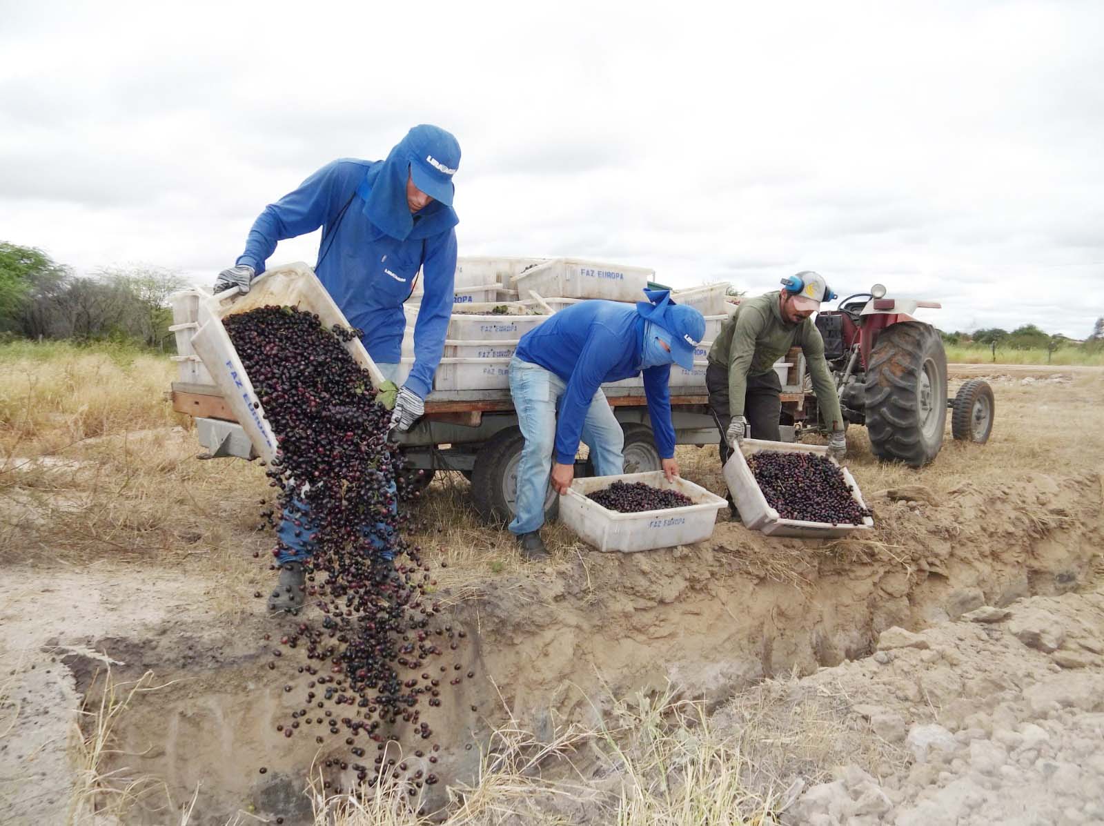  Produtores de frutas do Vale do São Francisco deflagram campanha de prevenção contra a Mosca-das-frutas