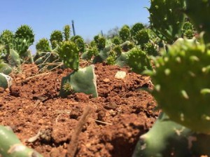  Dia de Campo será realizado no dia (30) com diversas atividades para  os produtores rurais