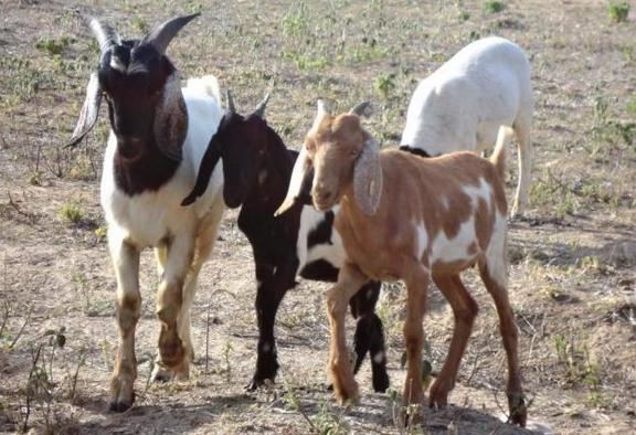  Municípios do semiárido terão novo centro de reprodução animal