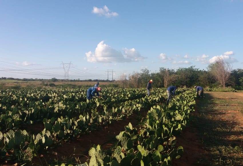  Programa Mais Leite objetiva transformar Paulo Afonso em uma bacia leiteira