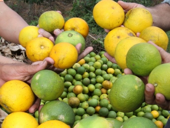  Cooperativas da agricultura familiar participam da maior feira de produtos orgânicos na Alemanha