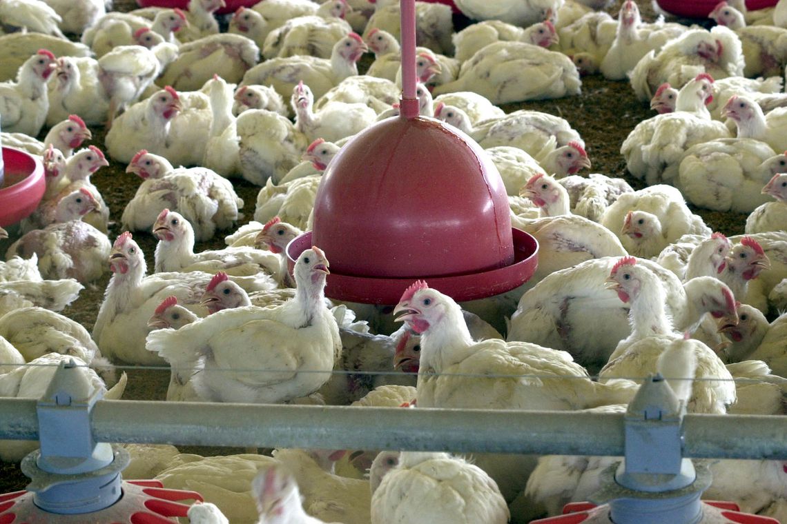  BRF recolhe carne de frango por risco de contaminação por salmonela