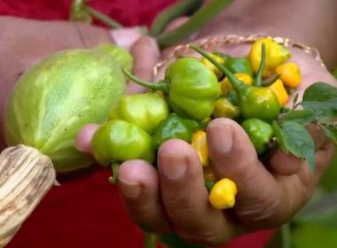  Linha de crédito para agricultura familiar na BA é liberada e tem limite de até R$ 20 mi