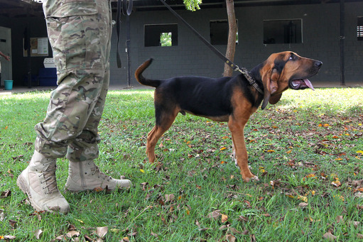  COE implanta serviço de busca inédito na Bahia com cão da raça Bloodhound