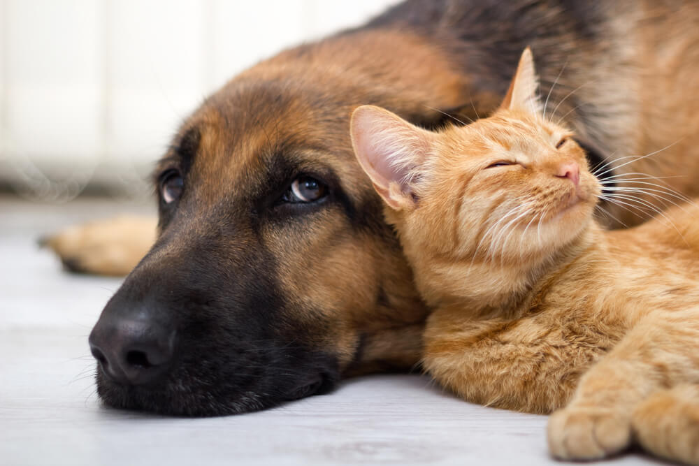  Prefeitura vai castrar cães e gatos para reduzir o número desses animais nas ruas do município