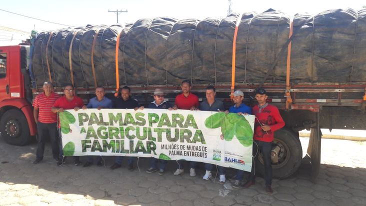  Mudas de palma garantem segurança alimentar do rebanho no semiárido baiano