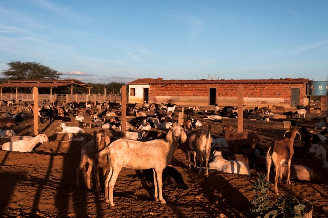  Estudo aponta alternativa para alimentar rebanho na caatinga; confira