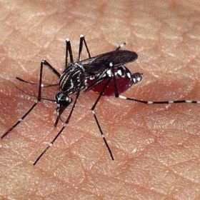  Vigilância Epidemiológica alerta população pauloafonsina para combater o aedes aegypti evitando o acúmulo de água