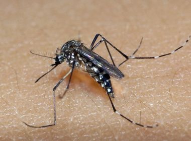  Mudança climática acelera aumento exagerado da dengue na Bahia, adverte infectologista