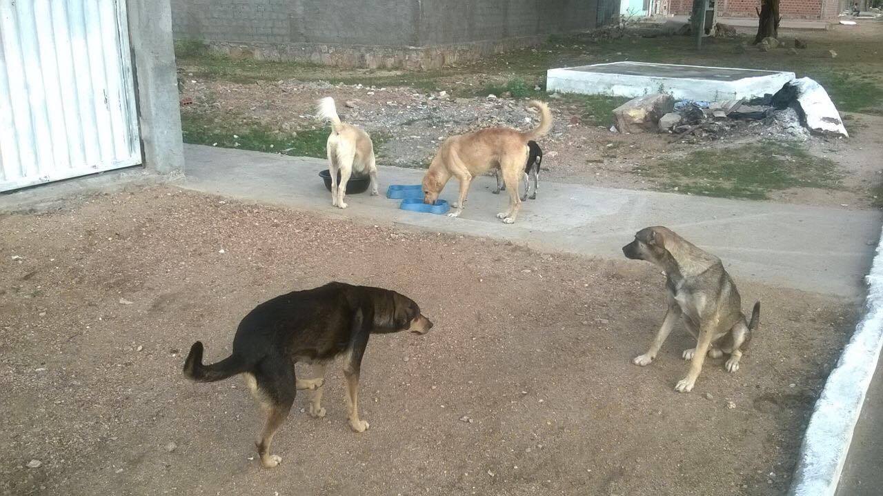  Paulo Afonso: Abandono de cães e gatos se torna problema de saúde pública