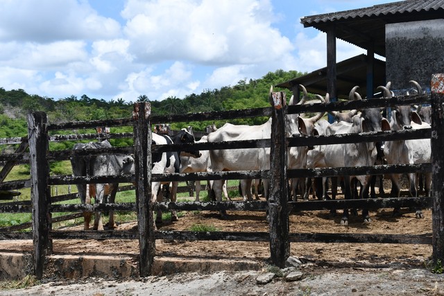  Recadastramento obrigatório dos produtores e propriedades rurais da Bahia vai até 15 de junho; saiba mais