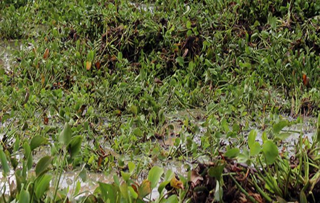  Liminar determina retirada de baronesas e descontaminação do Rio São Francisco