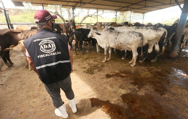  Vacinação contra febre aftosa na Bahia termina nesta segunda-feira, sem prorrogação