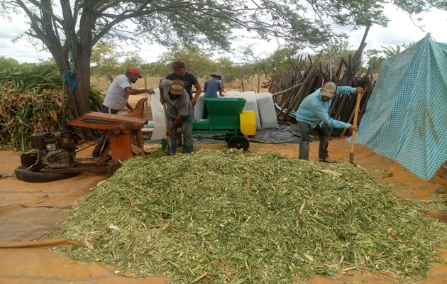  Agricultores familiares de Jaguarari produzem silagem a partir do cultivo no ensaio agroecológico