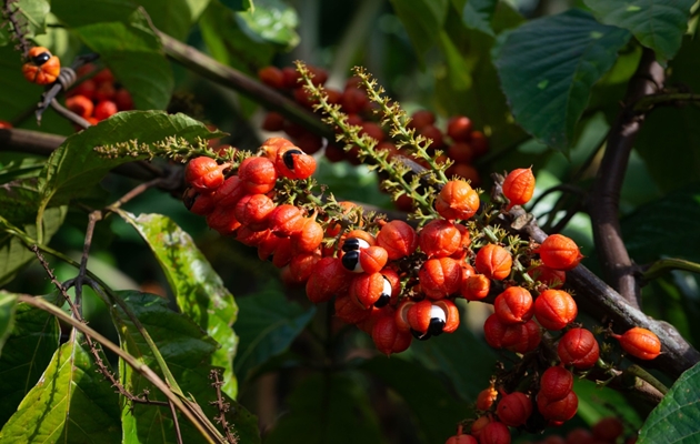  Guaraná produzido pela agricultura familiar baiana conquista mercados nacional e internacional