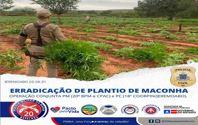  Erradicação de plantação de maconha na zona rural de Jeremoabo-BA