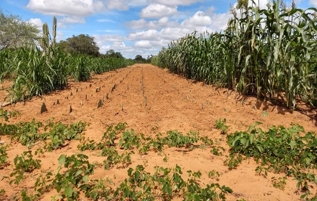  Palma forrageira do Programa Mais Leite, na zona rural de Paulo Afonso