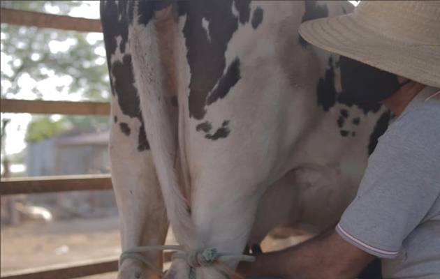  Agricultores do Riacho e Sítio do Tará participam de capacitação de Nutrição de Vaca de Leite