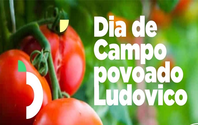  Na quarta-feira(8), agricultores do povoado Ludovico realizam colheita da produção de tomate irrigado