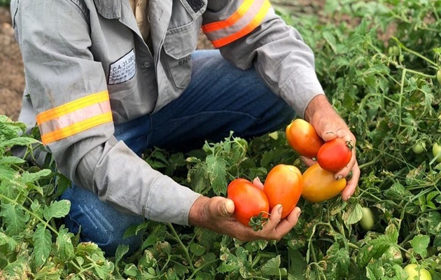  Colheita de tomate irrigado no Povoado Ludovico, do Projeto Lagos do São Francisco