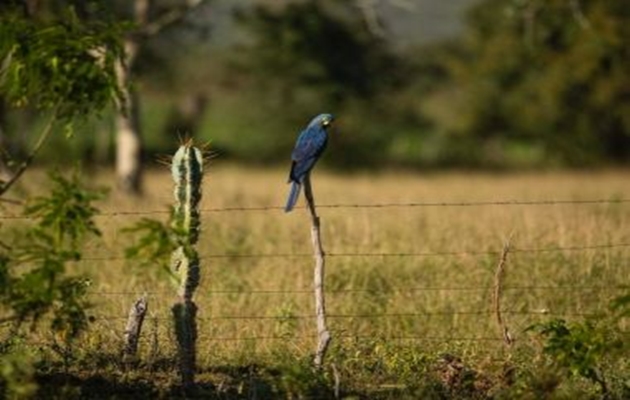  Voltalia ajudará a restaurar habitat das araras-azuis-de-lear em municípios baianos