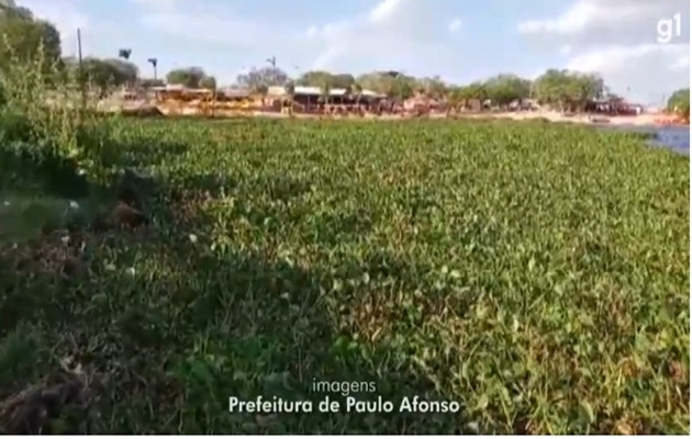  ‘Baronesas’ invadem balneário em Paulo Afonso; vegetação tem relação com poluição no Rio São Francisco