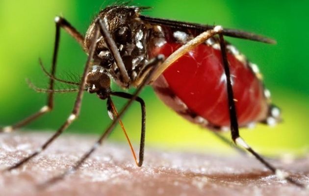  Unidade de Controle de Zoonoses realiza Campanha 10 Minutos contra o Aedes