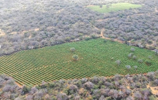  90 mil pés de maconha foram encontrados e incinerados na zona rural de Sento Sé