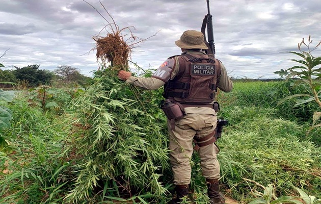  “OPERAÇÃO TERRA LIMPA”, erradica mais 22.300 mil pés de maconha no município de CURAÇÁ-BA