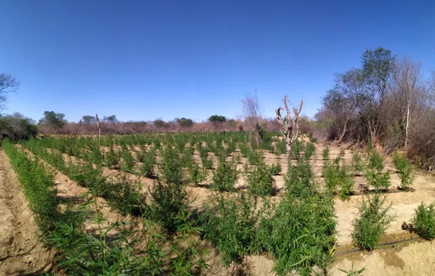  Polícia encontra 30 mil pés de maconha e erradica plantação no oeste da Bahia