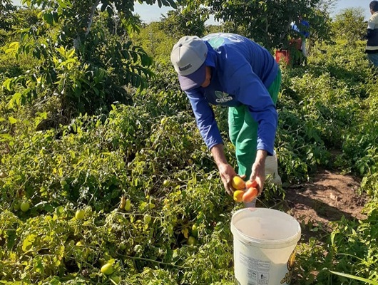  Projeto Lago do São Francisco promove mais uma colheita de tomate no povoado Ludovico