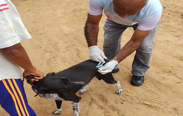  Vacinação Antirrábica de cães e gatos segue na área rural até o dia 5 de setembro