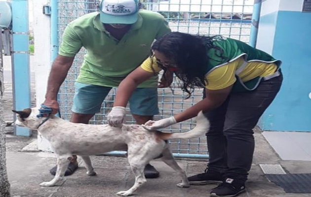  Sábado (3), será mais um Dia D de vacinação antirrábica de cães e gatos, em Paulo Afonso