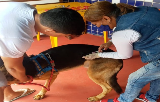  Mais de 9 mil cães e gatos foram vacinados contra a raiva em Paulo Afonso