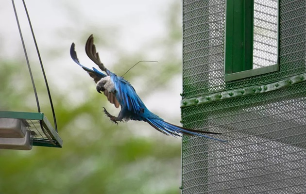  Ararinha-azul é encontrada morta em Curaçá, no sertão da BA, diz projeto