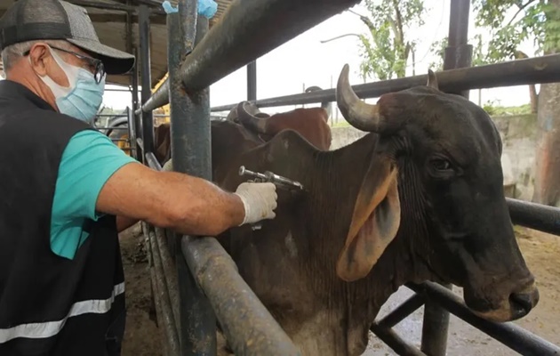  Primeira etapa da campanha de vacinação contra febre aftosa na Bahia começa na segunda-feira