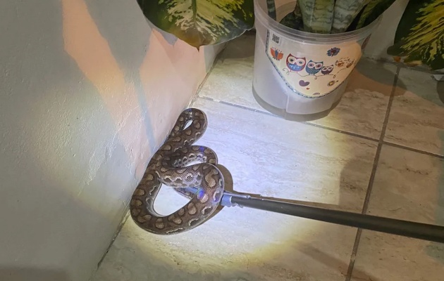  Cobra é resgatada por bombeiros na varanda de casa no BTN