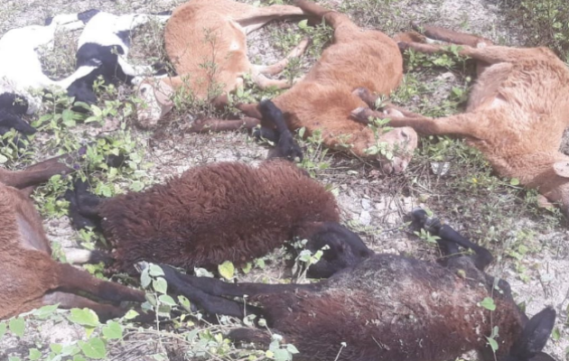  Criadores da área rural de Paulo Afonso continuam sofrendo com ataques de cachorros