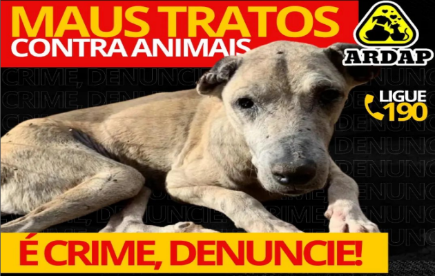  A situação dos animais abandonados é crítica em Paulo Afonso – BA