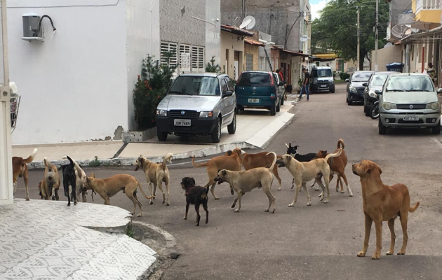  Lar rotativo para animais será construído em Paulo Afonso próximo à sementeira, na Barroca