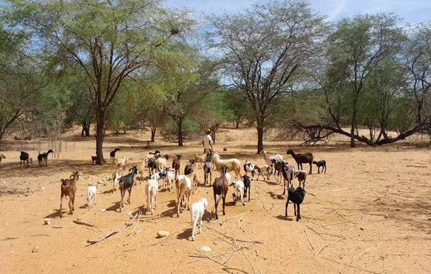  Moradores de cidades com clima árido na BA relatam dificuldades na criação de animais e consumo de água