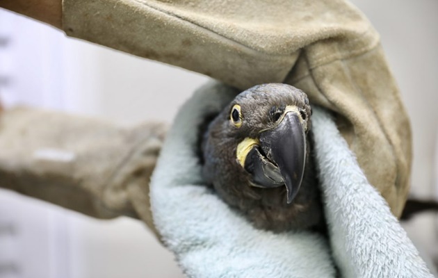  Arara Azul resgatada pelo Cetas entra em programa nacional de espécies ameaçadas